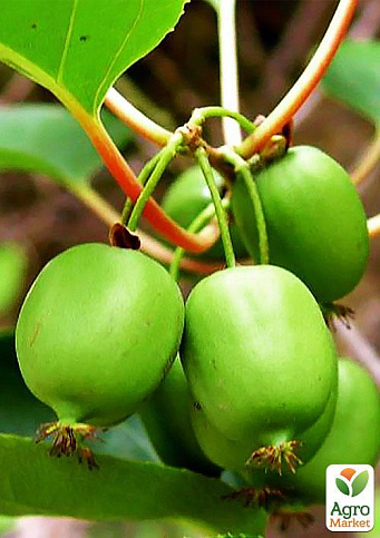 Актинидия "Сентябрьская" (мини-киви, морозостойкий сорт, поздний срок созревания) - фото 6