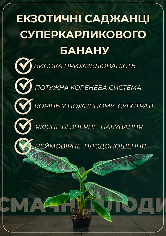 Банан комнатный "Киевский Суперкарлик"