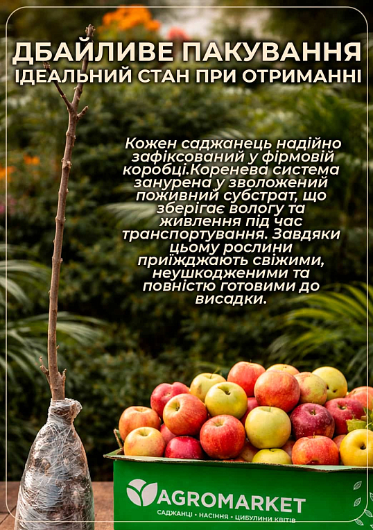 Яблуня колоновидна красномясая "Redmin" (декоративний сорт, високі смакові якості плодів, середній термін дозрівання)