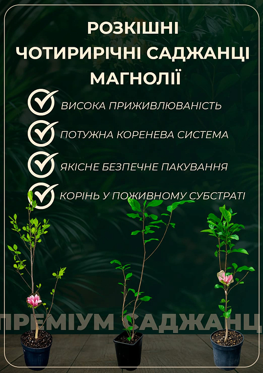Магнолия привитая 4-х летняя гибридная "Atlas" (высота 50-60см)