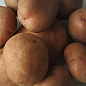 Картофель "Феномен" семенной среднеспелый (1 репродукция) 1кг
