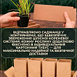 Валериана красная "Ruber" вазон С2