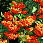 Пираканта (живая изгородь) "Orange Charmer"  купить