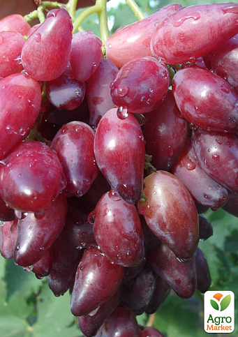 Виноград "Перцевий червоний" (ранній, крупний, врожайний)