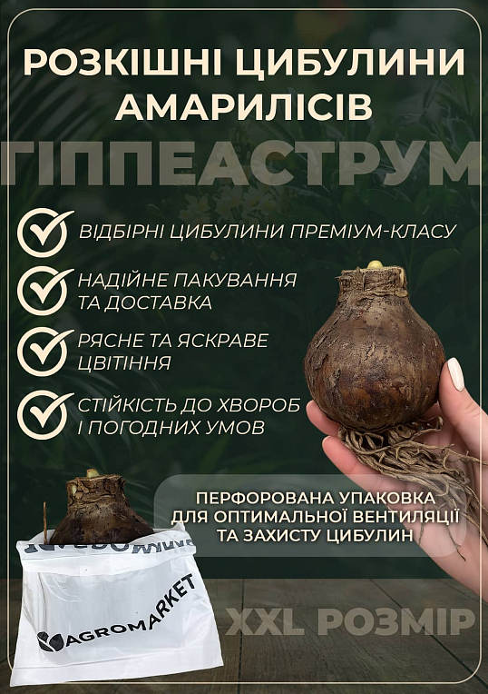 Гіппеаструм махровий "Ice Queen" (Амарілліс)
