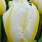 Тюльпан "Lemon Beauty"
