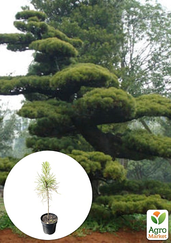 Сосна Табуліформіс 3-х річна (Pinus Tabuliformis) С1,5, висота 30-40см