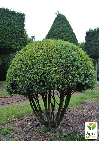 Самшит вечнозеленый формированный мультиштамб "Зонтик"