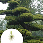 Сосна Табуліформіс 3-х річна (Pinus Tabuliformis) С1,5, висота 30-40см