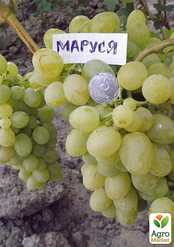 Виноград "Маруся" - фото 3