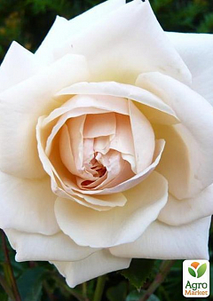 Роза английская плетистая "Пенни Лейн" (саженец класса АА+) высший сорт 1