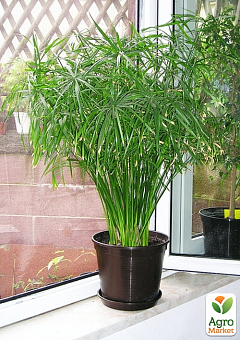 LMTD Пальма Парасолька "Cyperus alternifolius" висота 60-70см19