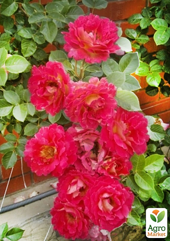 Роза в контейнере плетистая "Meilland Decor Arlequin" (саженец класса АА+) - фото 2