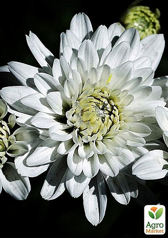 Хризантема "Білі ночі" (Chrysanthemum small headed mixed) дм 23 см вис. 30 см