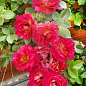 Троянда в контейнері плетиста "Meilland Decor Arlequin" (саджанець класу АА+) купить
