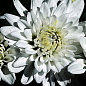 Хризантема "Белые ночи" (Chrysanthemum small headed mixed)  дм 23 см выс. 30 см