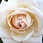 Роза англійська плетистая "Пенні Лейн" (саджанець класу АА +) вищий сорт