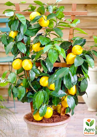 LMTD Лимон на штамбе с плодом 3-х летний "Мейера" (35-50см) - фото 3