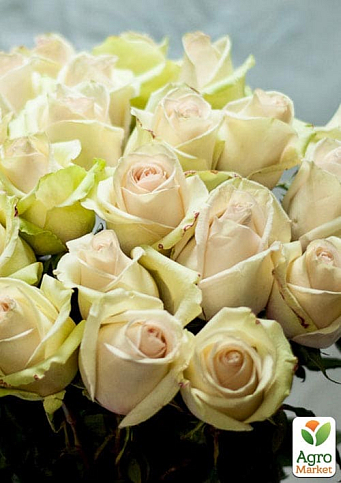 Роза чайно-гибридная "Ла Перла" (саженец класса АА+) высший сорт