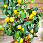 LMTD Лимон на штамбе с плодом 3-х летний "Мейера" (35-50см) цена