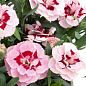 Гвоздика Махровая "Oscar Pink Star" (контейнер № 10, высота 10 см)