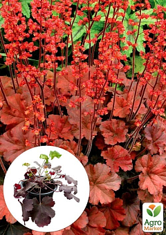 Гейхера (Heuchera) "Cherry Cola" С1 (высота 15-30см) 1 саженец в упаковке