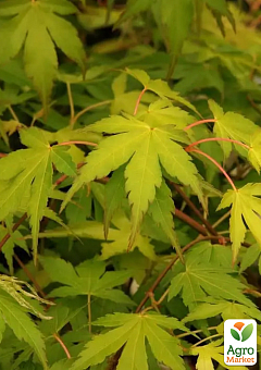 Клен 4-х летний японский пальмолистный "Катсура" (Аcer palmatum Katsura) С10, высота 150-180см10