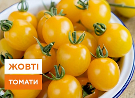 Найкращі сорти жовтих томатів - корисні статті про садівництво від Agro-Market