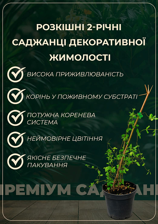 Жимолость "Aureoreticulata Japonica" (Декоративная, плетистая) С2 - фото 3