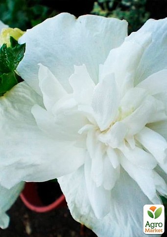 Гібіскус деревовидний махровий "White Chiffon" - фото 2
