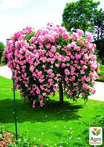 Троянда грунтопокривна в штамбі "Меджик Мейандекор" (саджанець класу АА +) вищий сорт NEW