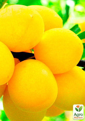 Слива "Біла медова" (літній сорт, ранній термін дозрівання) - фото 4