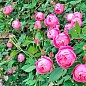Роза плетистая "Пинк Мушимара" (саженец класса АА+) высший сорт цена