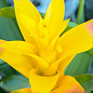 Гузмания желтая (Guzmania sanguinea) "Diana"
