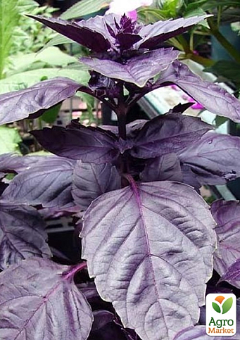 Базилік кущовий "Єреванський" (ароматний, високодекоративний кущ) - фото 2