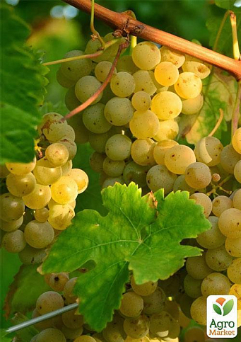 Щеплений виноград "Аліготе №12" (винний сорт, підщепа СО-4) - фото 2