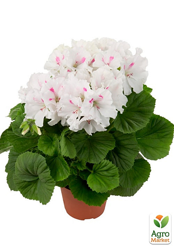 Пеларгония Королевская Candy Flowers "White" (контейнер № 10, высота 10-20 см) - фото 2