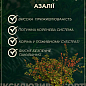 Азалия 2-х летняя "Gold Topas" С2 высота 25-50см купить