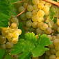 Привитый виноград "Алиготе №12" (винный сорт, подвой СО-4) купить