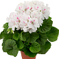 Пеларгония Королевская Candy Flowers "White" (контейнер № 10, высота 10-20 см) купить