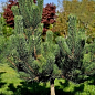 Сосна черная "Oregon Green" С7.5, высота 50-60см цена