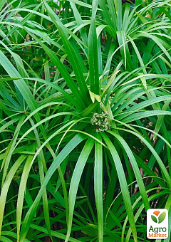 LMTD Пальма Парасолька "Cyperus alternifolius" висота 60-70см19