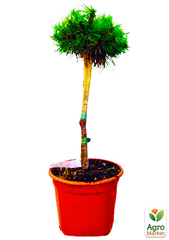Сосна на штамбе "Парадекиссен"(Pinus uncinata "Paradekissen") С2, высота от 30-50см24