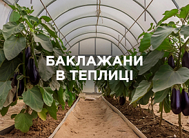 Баклажани в теплиці: вирощування, догляд і поради | Agro-market