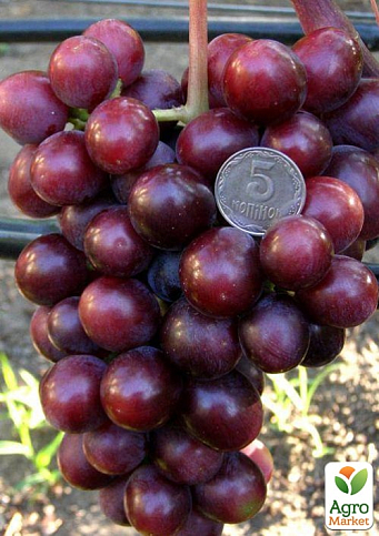 Виноград столовый "Подарок Несветая" (укорененный саженец в контейнере) - фото 3