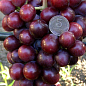 Виноград столовый "Подарок Несветая" (укорененный саженец в контейнере) цена