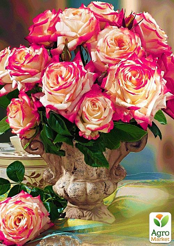 Ексклюзив! Троянда англійська насичено-рожева з блискучим листям "Леонардо" (Leonardo) (саджанець класу АА +, преміальний морозостійкий сорт)