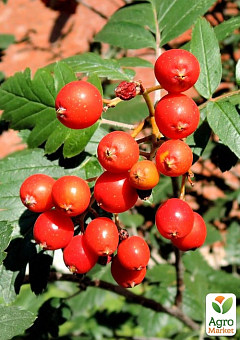 Рябина гибридная в контейнере (Sorbus quercifolia)7