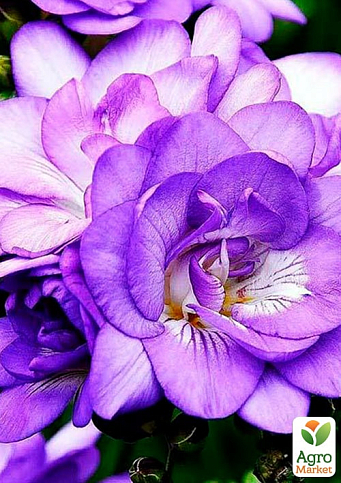 Фрезия махровая "Purple"  - фото 2