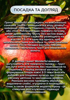 Эксклюзив! Гранат рубиново-красный "Вандерфул" (Wonderful) (премиальный сорт без кислинки)21
